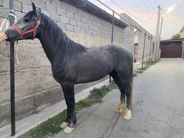 Hengst, Kustanai horse