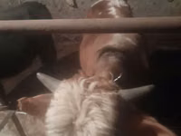 Toro, Ganado vacuno — foto 2