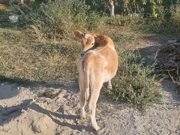 母牛, Cattle