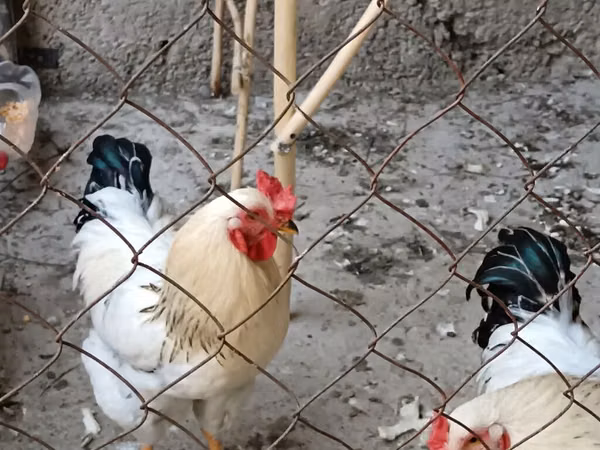 Chickens — Kirgisistan
