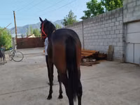 Айғыр, Thoroughbred horse — 8-сурет