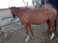 Stute, Kazakh horse — Foto 2