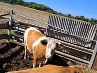 Kuh, Simmental cattle — Foto 2