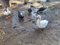 Ducks — Foto 2