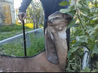 Ziege, Beetal goats — Foto 2