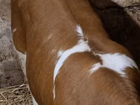 गाय, Charolais cattle — फ़ोटो 3