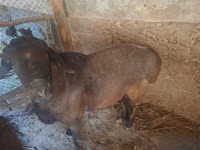 Carnero, Ovejas — foto 5