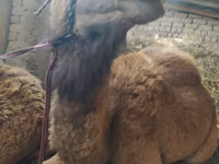 ناقة, الجمال — الصورة 1