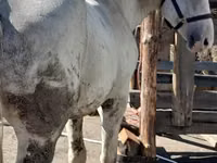 Caballo, Vladimir heavy draft — foto 1