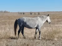 Stute, Kazakh horse — Foto 4