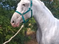 Stute, Lipizzaner — Foto 4