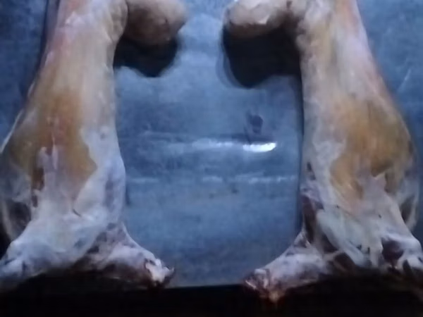 Кочкор, Койлор — Казакстан