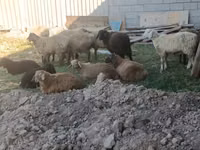 Oveja, Ovejas — foto 2
