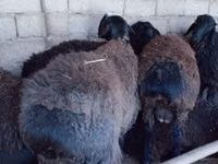 كبش, Blackheaded Persian sheep — الصورة 6