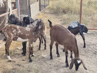 Ziege, Nubian Goat — Foto 8
