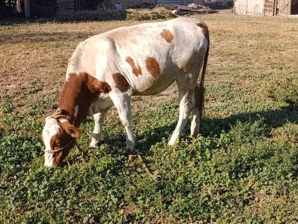 母牛, Swiss cattle — 吉尔吉斯斯坦