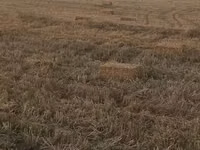 Saman balyaları – xırda (düzbucaqlı) balya - Məzmun: biçindən sonra — сүрөт 3