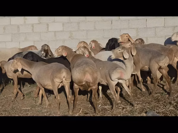 Schaf, Arashan sheep