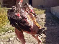 Chickens — الصورة 1