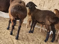 Қой, Arashan sheep — 2-сурет