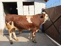 Toro, Simmental cattle — foto 4