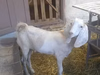 Ziegenbock, Beetal goats — Foto 3