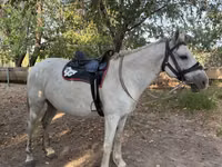 Hengst, Kazakh horse — Foto 5