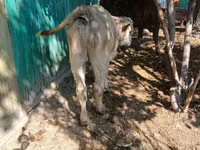 Bulle, Simmental cattle — Foto 4