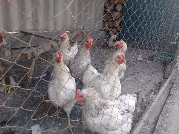 Chickens — Kirgisistan