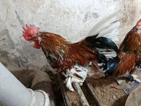 Chickens — 3-rasm