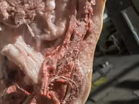 Schweine (Partie, Geschlecht nicht angegeben) — Foto 2