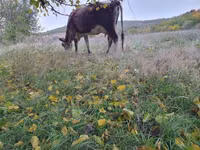 Kuh, Simmental cattle — Foto 4