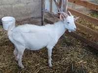 عنزة, Nubian Goat — الصورة 6