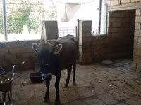 Vaca, Cebú de Azerbaiyán — foto 3