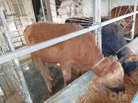 Toro, Ganado vacuno — foto 1
