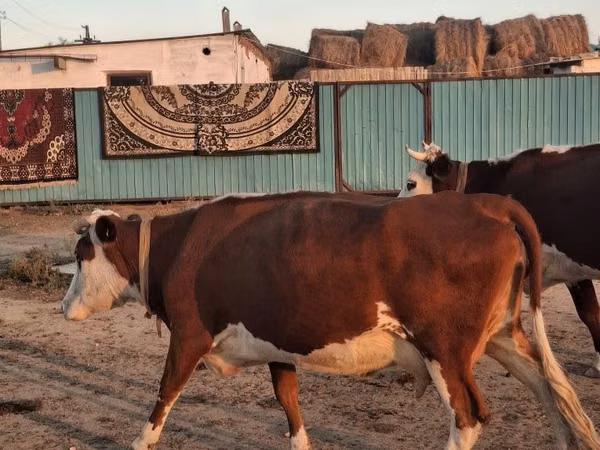 गाय, Latvian Blue cattle — कज़ाखस्तान
