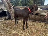 Ziegenbock, Nubian Goat — Foto 1