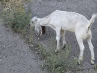 عنزة, Beetal goats — الصورة 3