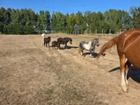 Mare, Horses — photo 7
