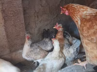 Chickens — photo 5