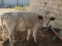 Cattle (batch, sex not specified), Simmental cattle — photo 1