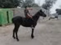 Caballo, Caballos — foto 7