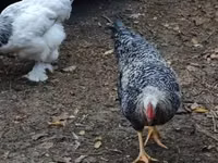 Chickens — Foto 3