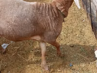 Widder, Katum sheep — Foto 4