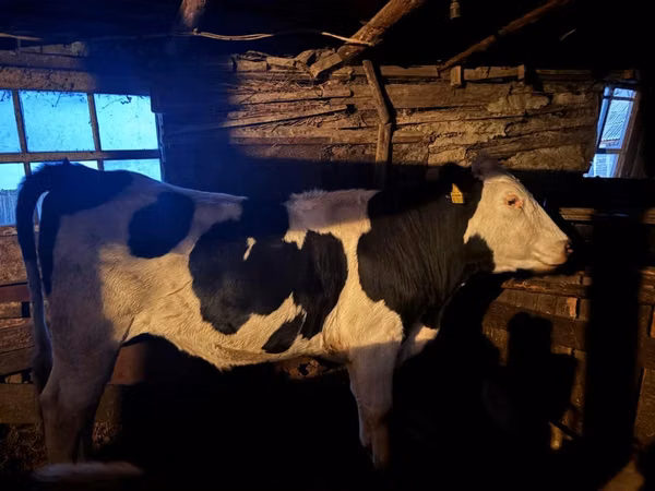 公牛, Russian Black pied cattle — 哈萨克斯坦