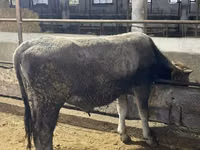 सांड, Swiss cattle — फ़ोटो 3