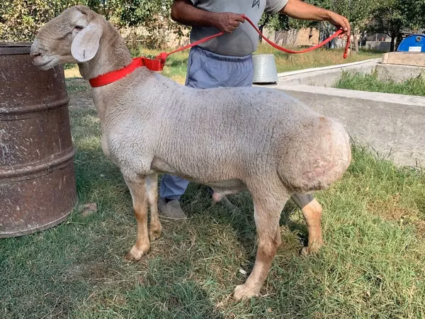 Widder, Arashan sheep