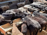 Widder, Schafe — Foto 1