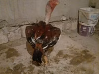Chickens — 1-сурет