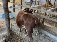 गाय, मवेशी — फ़ोटो 4